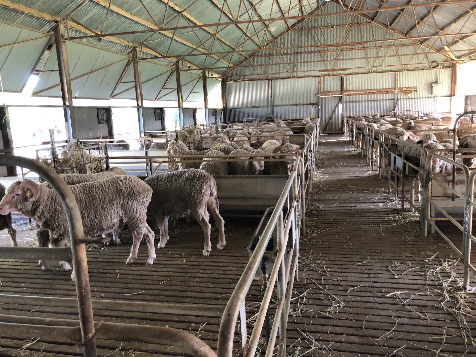 2020-02-29  Sheep at Boonoke station