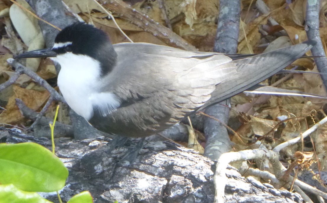 2020-11-14  Juvenile Masked Tern on Low Island