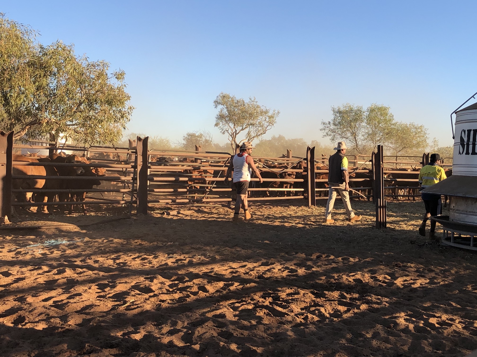 2020-07-31  7.21am Going to sort mustered cattle