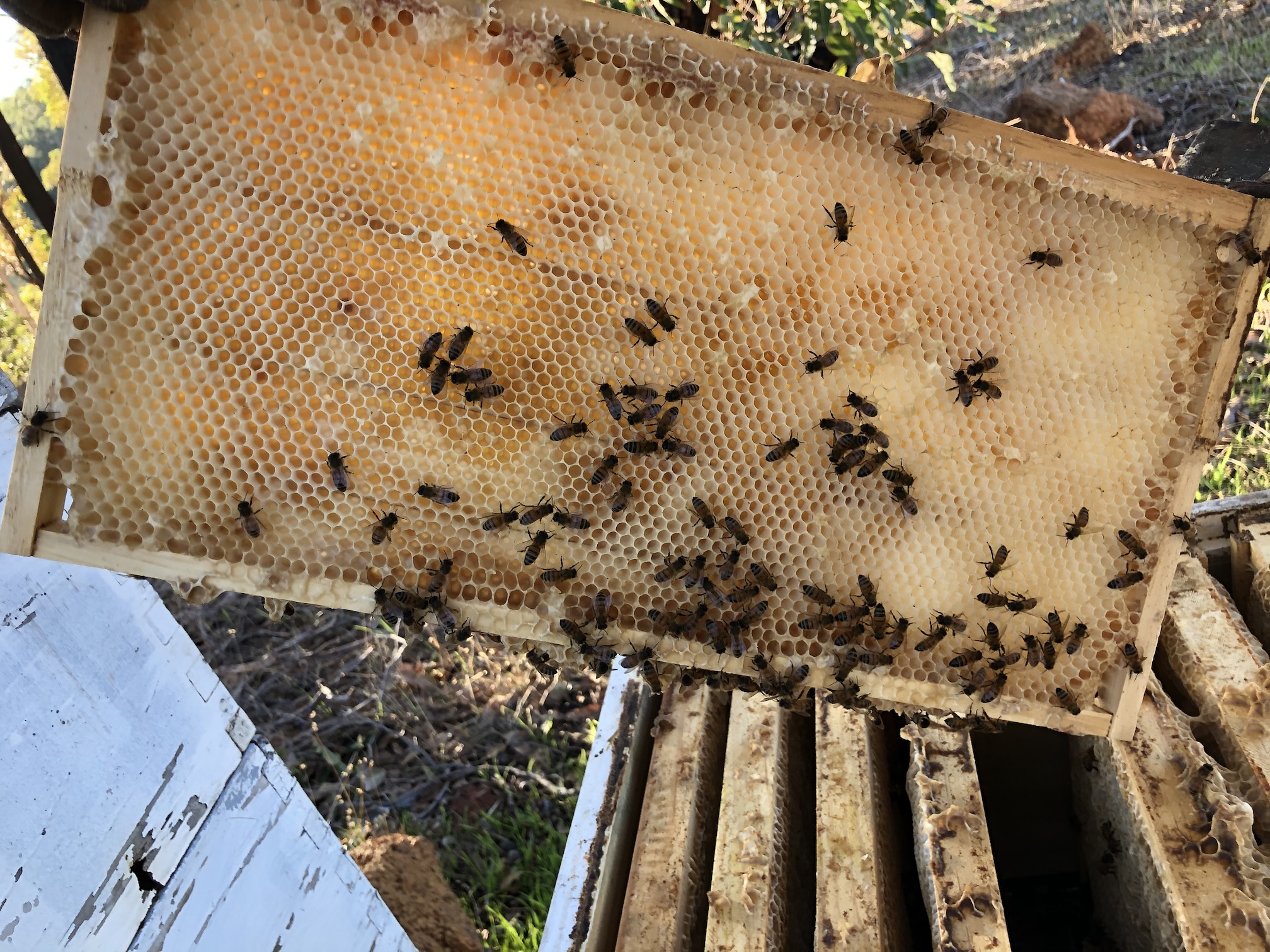 2020-06-21  Bee-hive at Yarloop