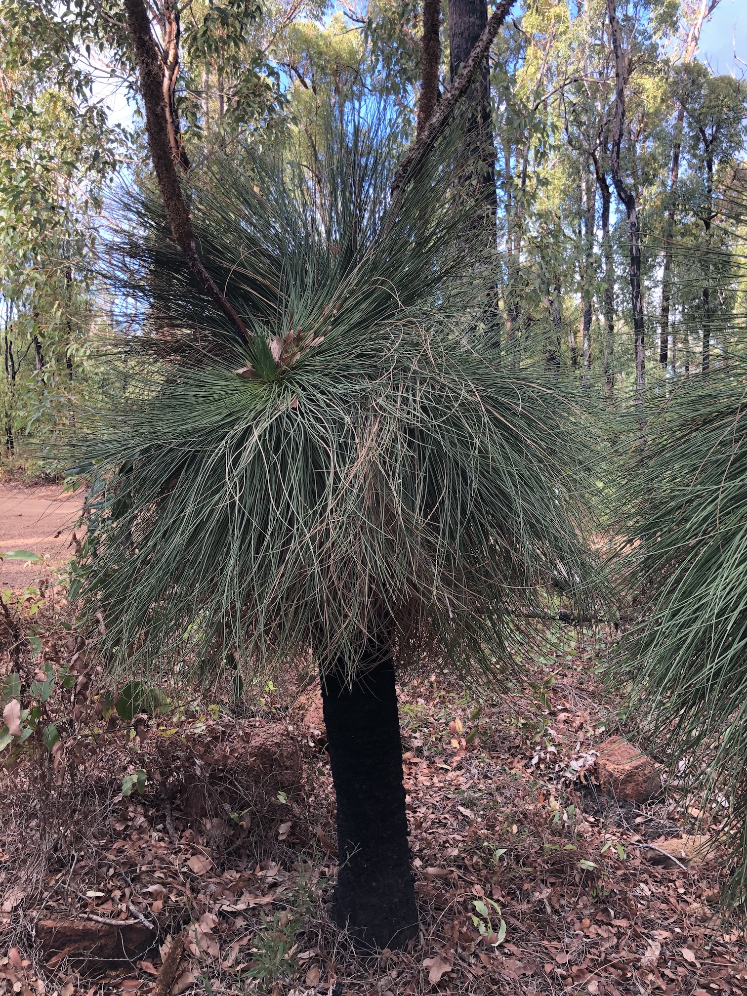 2020-04-12  Yarloop grass tree