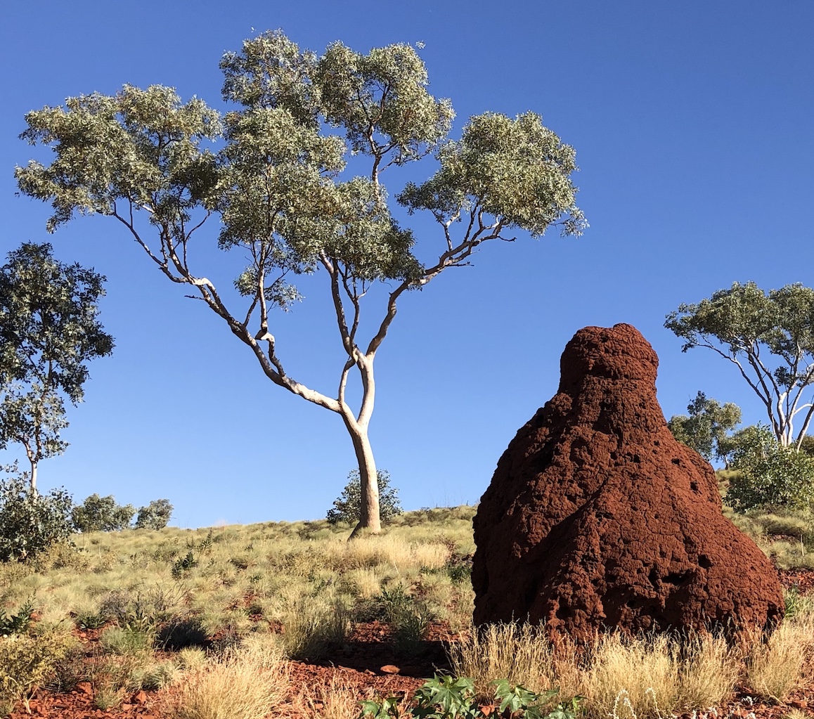 2020-07-23  Karijini termite mound