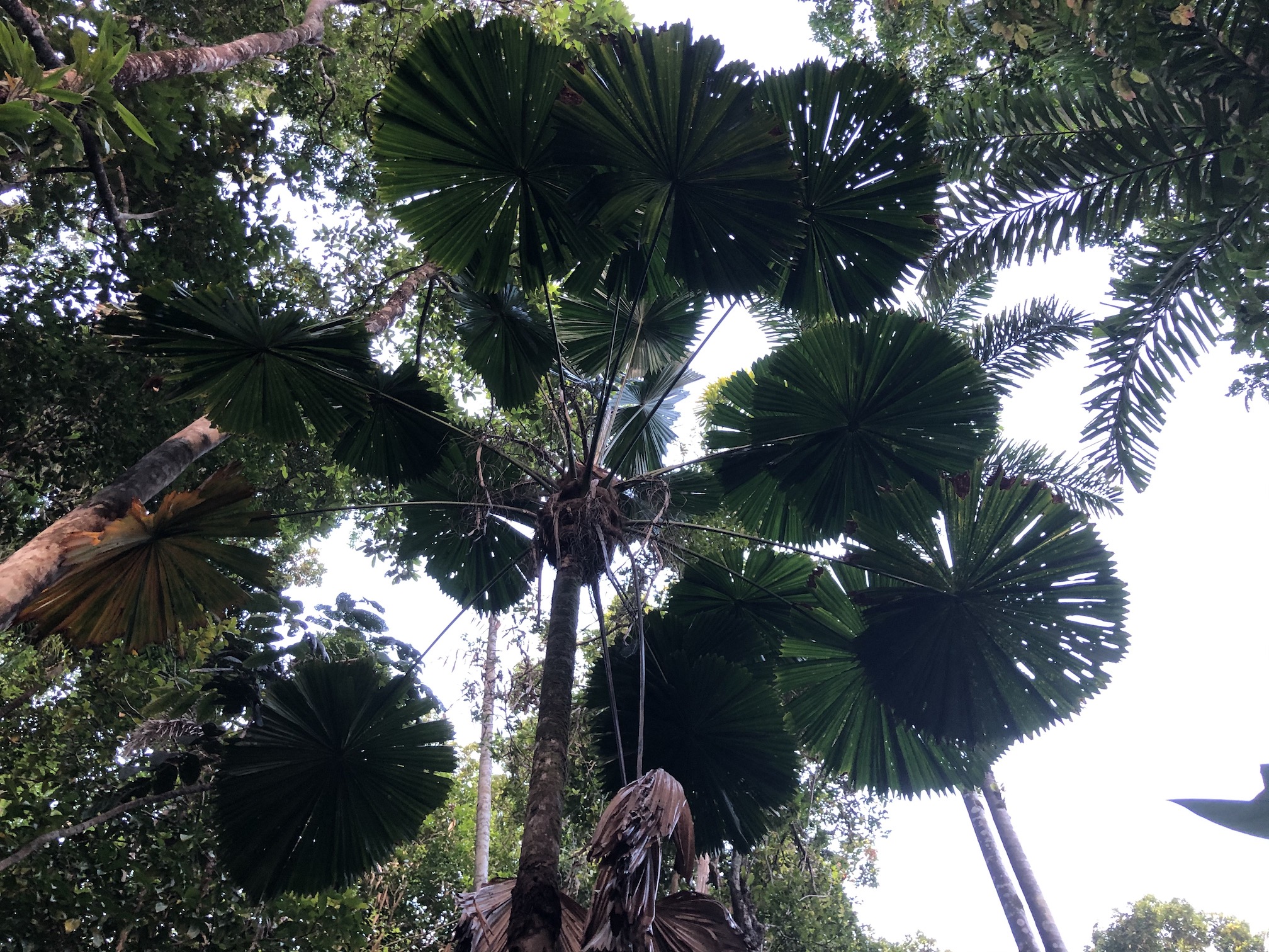 2020-10-28 Fan palms in the Daintree