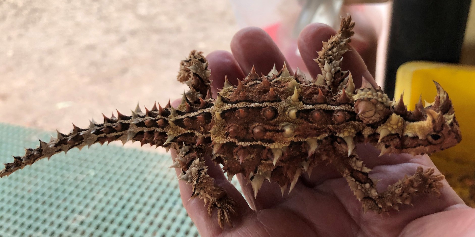 2020-07-28 Harmless Thorny Devil - Bullara Homestead