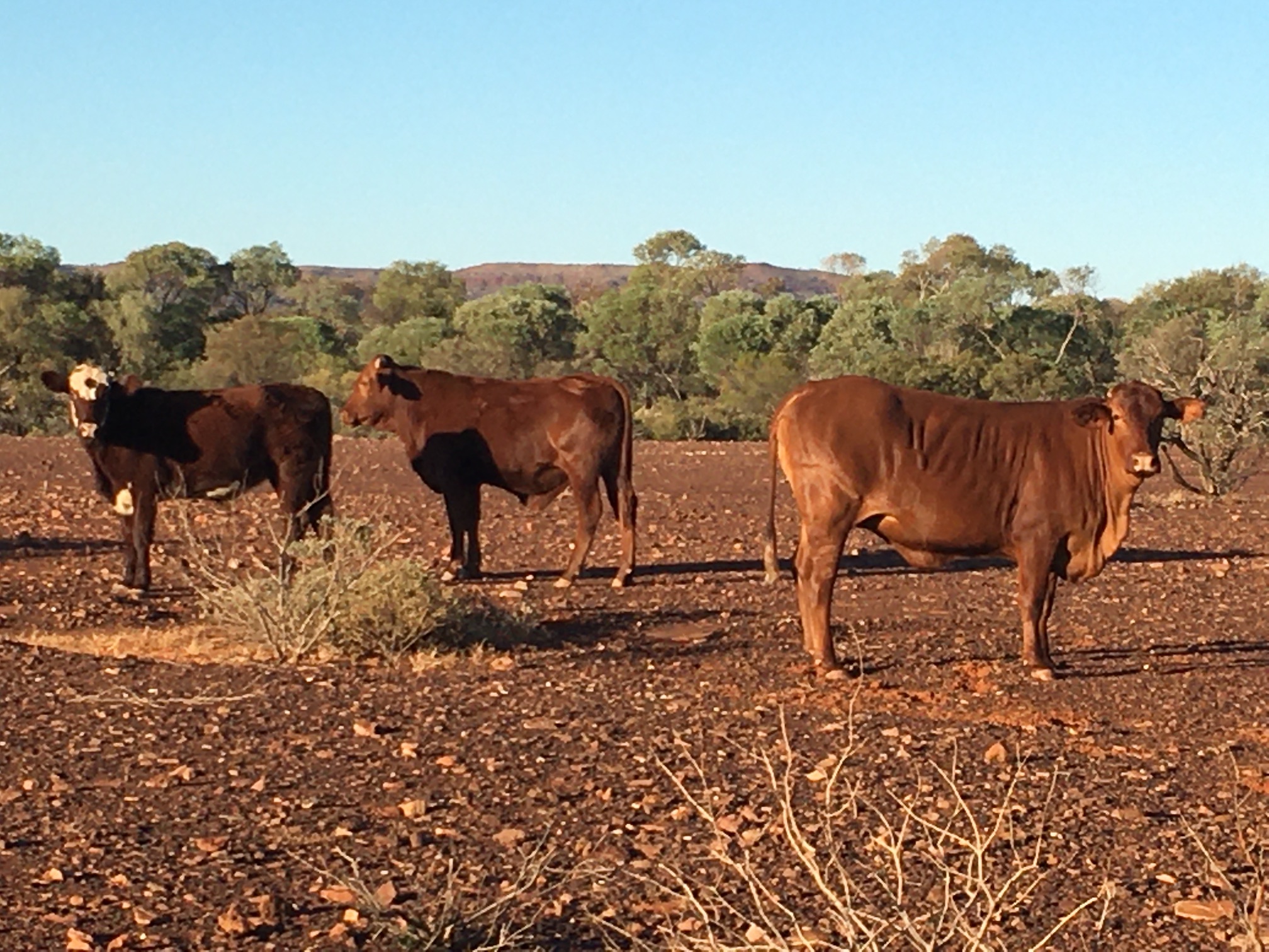 2020-07-09 Lost in the outback, making for Paraburdoo