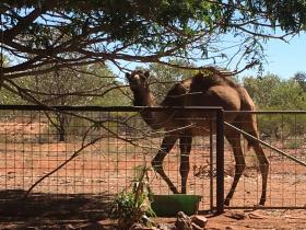 2020-07-31 Camel at Indee station 