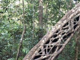 2020-10-28 Natural design in the Daintree rainforest