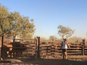 2020-07-31  7.21am Going to sort mustered cattle