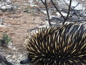 2020-07-01 An adult echidna at Kalbarri