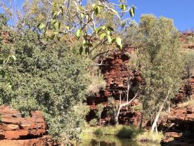 2020-07-23  Deep pool, Weano Gorge, Karijini