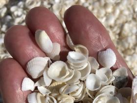 2020-07-03  A beach made only of fine white shells