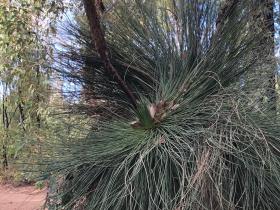 2020-04-12  Yarloop grass tree