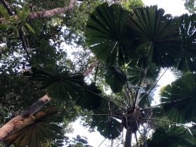 2020-10-28 Fan palms in the Daintree