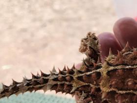 2020-07-28 Harmless Thorny Devil - Bullara Homestead