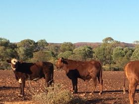 2020-07-09 Lost in the outback, making for Paraburdoo