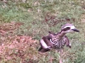 2020-09-19  A noisy Bush Stone-curlew defends its nest